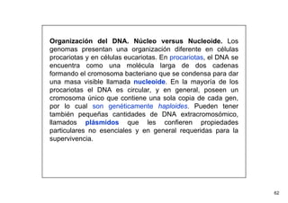 62 
Organización del DNA. Núcleo versus Nucleoide. Los 
genomas presentan una organización diferente en células 
procariotas y en células eucariotas. En procariotas, el DNA se 
encuentra como una molécula larga de dos cadenas 
formando el cromosoma bacteriano que se condensa para dar 
una masa visible llamada nucleoide. En la mayoría de los 
procariotas el DNA es circular, y en general, poseen un 
cromosoma único que contiene una sola copia de cada gen, 
por lo cual son genéticamente haploides. Pueden tener 
también pequeñas cantidades de DNA extracromosómico, 
llamados plásmidos que les confieren propiedades 
particulares no esenciales y en general requeridas para la 
supervivencia. 
 
