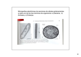 82 
Micrografías electrónicas de secciones de células pertenecientes 
a cada uno de los tres dominios de organismos: a) Bacteria, b) 
Archaea y c) Eukarya. 
 