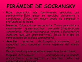 PIRÁMIDE DE SOCRANSKY Rojo:  anaerobios más fuertemente asociados con periodontitis. Este grupo se asociaba claramente a condiciones clínicas con mayor grado de sangrado y profundidad de bolsa. Naranja:  Colonizadores secundarios. Todos anaerobios y mayormente gram-negativos (excepto  Streptococcus constellatus, Peptostreptocpccus micros  y  Eubacterium nodatum , que son gram-positivos). Inicia la etapa de remodelación de la placa supragingival. Amarillo:  especies de  Streptococcus  orales, con capacidad para coagregar entre especies del mismo género. Verde:  bacilos gram-negativos anaerobios facultativos.  Púrpura:   Actinomyces odontolyticus  y  Veillonella parvula  (único gram-negativo y anaerobio entre los colonizadores primarios). Azul:  todas las especies de  Actinomyces  excepto  A. viscosus . 
