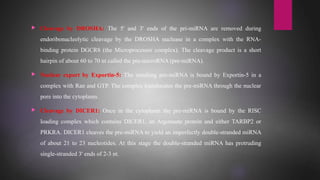  Cleavage by DROSHA: The 5' and 3' ends of the pri-miRNA are removed during
endoribonucleolytic cleavage by the DROSHA nuclease in a complex with the RNA-
binding protein DGCR8 (the Microprocessor complex). The cleavage product is a short
hairpin of about 60 to 70 nt called the pre-microRNA (pre-miRNA).
 Nuclear export by Exportin-5: The resulting pre-miRNA is bound by Exportin-5 in a
complex with Ran and GTP. The complex translocates the pre-miRNA through the nuclear
pore into the cytoplasm.
 Cleavage by DICER1: Once in the cytoplasm the pre-miRNA is bound by the RISC
loading complex which contains DICER1, an Argonaute protein and either TARBP2 or
PRKRA. DICER1 cleaves the pre-miRNA to yield an imperfectly double-stranded miRNA
of about 21 to 23 nucleotides. At this stage the double-stranded miRNA has protruding
single-stranded 3' ends of 2-3 nt.
 