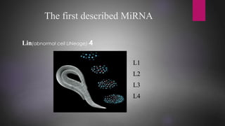 The first described MiRNA
Lin(abnormal cell LINeage)-4
L1
L2
L3
L4
 