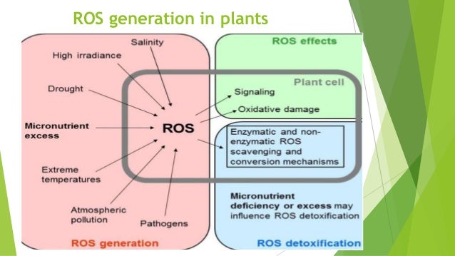 Deficiency Chart Of Micronutrients