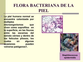 FLORA BACTERIANA DE LA PIEL ,[object Object],Staphilococcus epidermidis  