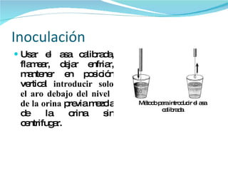 Inoculación Usar el asa calibrada, flamear, dejar enfriar, mantener en posición vertical  introducir solo el aro debajo del nivel  de la orina  previa mezcla de la orina sin centrifugar. Método para introducir el asa calibrada 