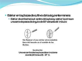 Estriar en la placas de cultivo de la siguiente manera: Estriar de arriba hacia el centro de la placa y estriar la orina en una serie de pasos de ángulo de 90º a través del inóculo Incubación   Una vez sembradas las placas deben incubarse durante 24 horas a 35 - 37° C.  Sin flamear el asa estriar atravesándola línea del inoculo en el sentido de las flechas. 