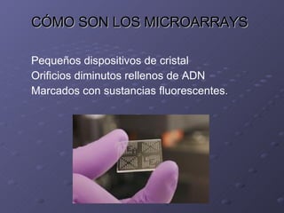 CÓMO SON LOS MICROARRAYS Pequeños dispositivos de cristal Orificios diminutos rellenos de ADN Marcados con sustancias fluorescentes . 