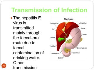 Transmission of Infection
12
 The hepatitis E
virus is
transmitted
mainly through
the faecal-oral
route due to
faecal
contamination of
drinking water.
Other
transmission
 