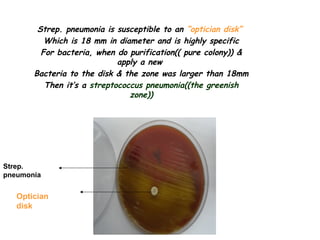 Staphylococcus & streptococcus | PPT