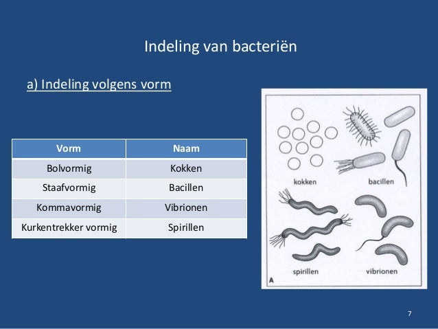 Micro organismen 1. Bacteriën