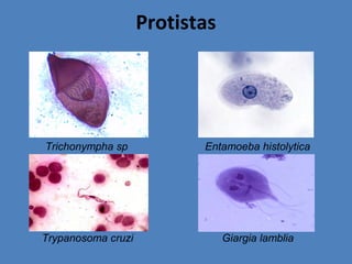 Protistas
Trichonympha sp Entamoeba histolytica
Trypanosoma cruzi Giargia lamblia
 