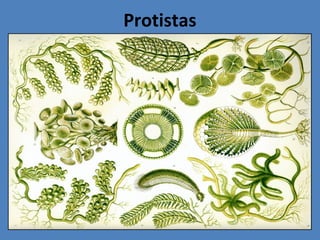 Protistas
 