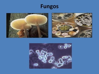 Fungos
 