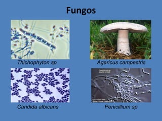 Thichophyton sp Agaricus campestris
Candida albicans Penicillium sp
Fungos
 