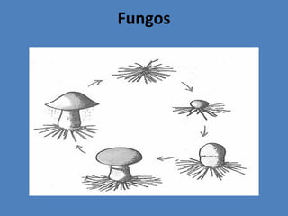 Fungos
 