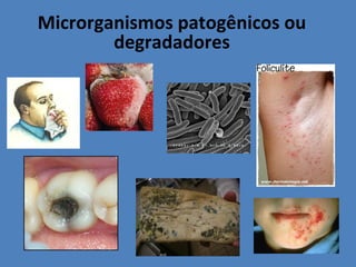 Microrganismos patogênicos ou
degradadores
 
