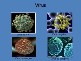 Vírus
Vírus do HIV Vírus da gripe
Vírus da cataporaVírus da dengue
 
