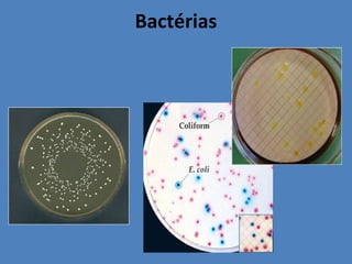 Bactérias
 