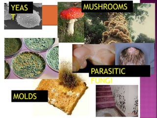 Micro organisms-fungi | PPTX