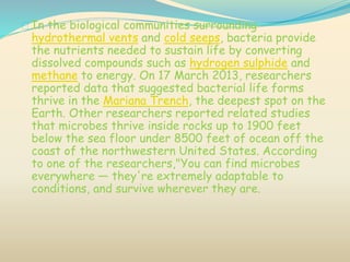 In the biological communities surrounding
hydrothermal vents and cold seeps, bacteria provide
the nutrients needed to sustain life by converting
dissolved compounds such as hydrogen sulphide and
methane to energy. On 17 March 2013, researchers
reported data that suggested bacterial life forms
thrive in the Mariana Trench, the deepest spot on the
Earth. Other researchers reported related studies
that microbes thrive inside rocks up to 1900 feet
below the sea floor under 8500 feet of ocean off the
coast of the northwestern United States. According
to one of the researchers,"You can find microbes
everywhere — they're extremely adaptable to
conditions, and survive wherever they are.
 