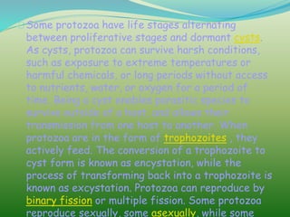 Some protozoa have life stages alternating
between proliferative stages and dormant cysts.
As cysts, protozoa can survive harsh conditions,
such as exposure to extreme temperatures or
harmful chemicals, or long periods without access
to nutrients, water, or oxygen for a period of
time. Being a cyst enables parasitic species to
survive outside of a host, and allows their
transmission from one host to another. When
protozoa are in the form of trophozoites , they
actively feed. The conversion of a trophozoite to
cyst form is known as encystation, while the
process of transforming back into a trophozoite is
known as excystation. Protozoa can reproduce by
binary fission or multiple fission. Some protozoa
reproduce sexually, some asexually, while some
 