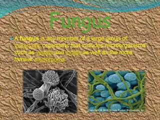 Fungus
A fungus is any member of a large group of
eukaryotic organisms that includes microorganisms
such as yeasts and molds as well as the more
familiar mushrooms.
 