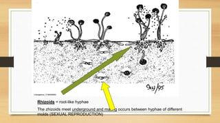 Rhizoid Roots Micro organisms in our daily life | PPTX