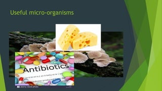 Useful micro-organisms
 