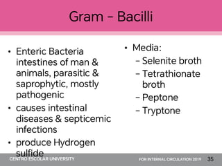 Comprehensive Overview of Bacilli: Classification, Pathogenesis, and ...