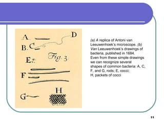 (a) A replica of Antoni van
Leeuwenhoek’s microscope. (b)
Van Leeuwenhoek’s drawings of
bacteria, published in 1684.
Even from these simple drawings
we can recognize several
shapes of common bacteria: A, C,
F, and G, rods; E, cocci;
H, packets of cocci

11

 