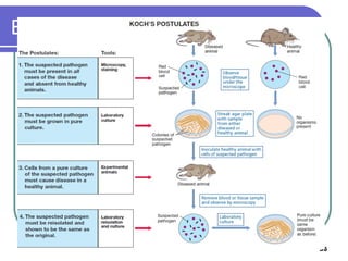 Experiment
 Figure

36

 