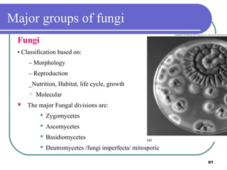 Major groups of fungi
Fungi
• Classification based on:
– Morphology
– Reproduction
_Nutrition, Habitat, life cycle, growth




Molecular

The major Fungal divisions are:


Zygomycetes



Ascomycetes



Basidiomycetes



Deutromycetes /fungi imperfecta/ mitosporic
61

 