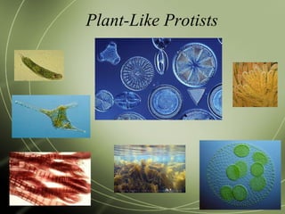 Protists | PPT