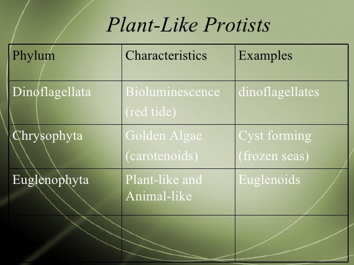 protist examples