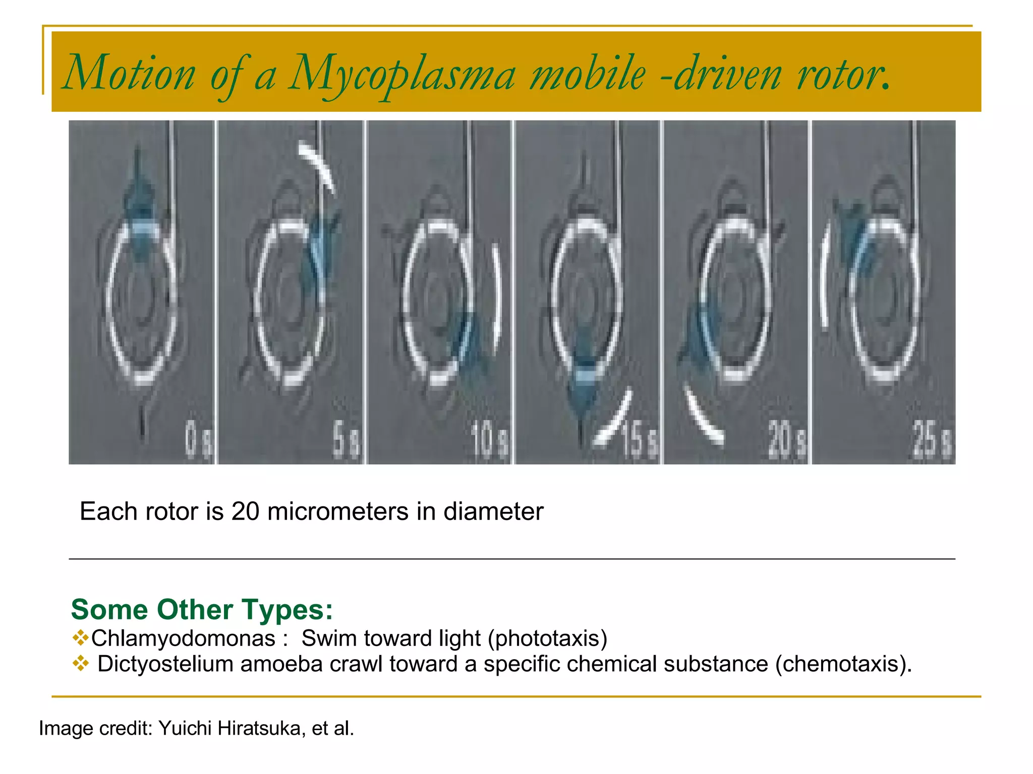 Motion of a Mycoplasma mobile -driven rotor .   Image credit: Yuichi Hiratsuka, et al.   Some Other Types: Chlamyodomonas :  Swim toward light (phototaxis) Dictyostelium amoeba crawl toward a specific chemical substance (chemotaxis).  Each rotor is 20 micrometers in diameter  
