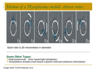 Motion of a Mycoplasma mobile -driven rotor .   Image credit: Yuichi Hiratsuka, et al.   Some Other Types: Chlamyodomonas :  Swim toward light (phototaxis) Dictyostelium amoeba crawl toward a specific chemical substance (chemotaxis).  Each rotor is 20 micrometers in diameter  