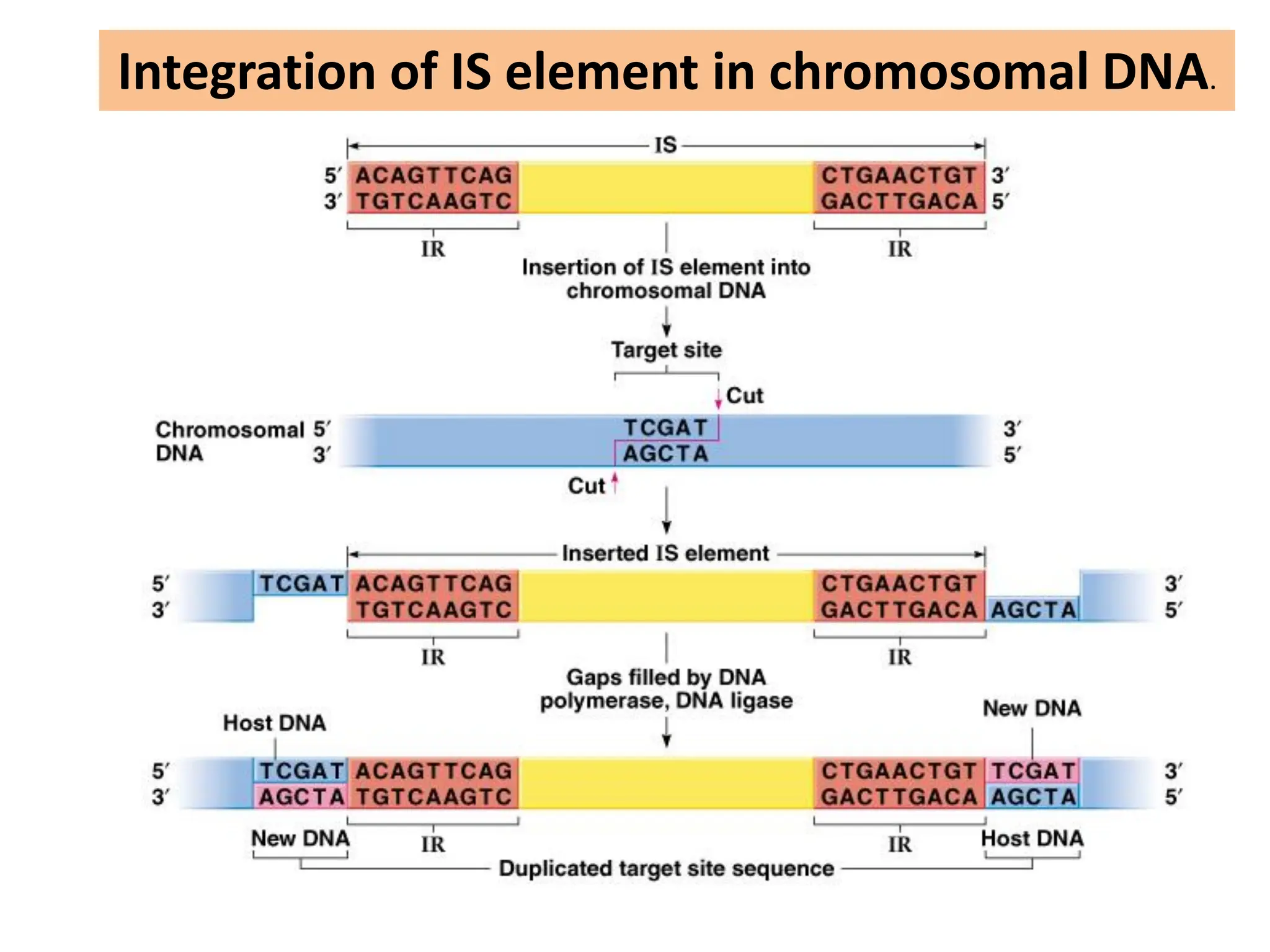 Integration of IS element in chromosomal DNA.
 