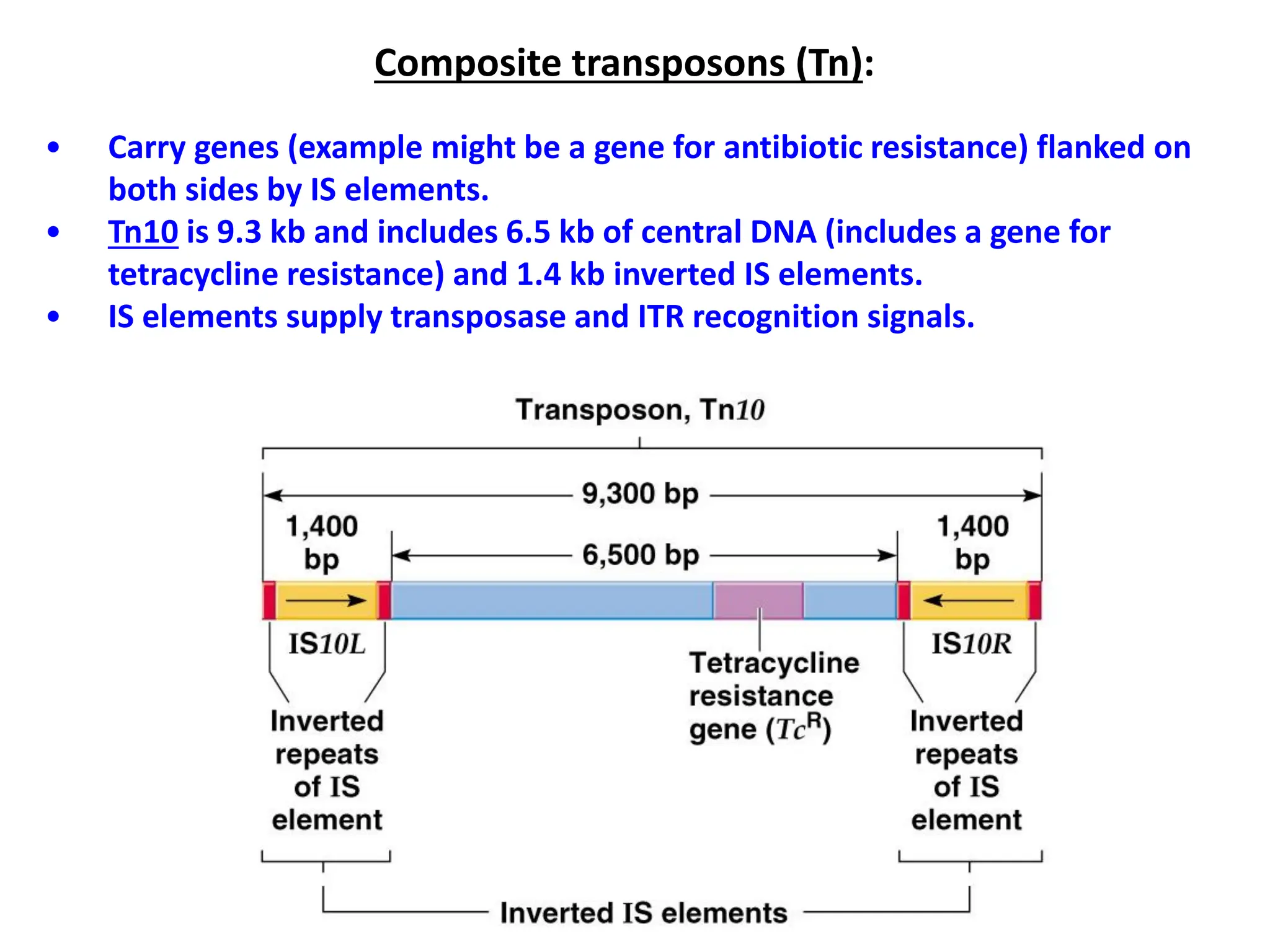 Composite transposons (Tn):
• Carry genes (example might be a gene for antibiotic resistance) flanked on
both sides by IS elements.
• Tn10 is 9.3 kb and includes 6.5 kb of central DNA (includes a gene for
tetracycline resistance) and 1.4 kb inverted IS elements.
• IS elements supply transposase and ITR recognition signals.
 