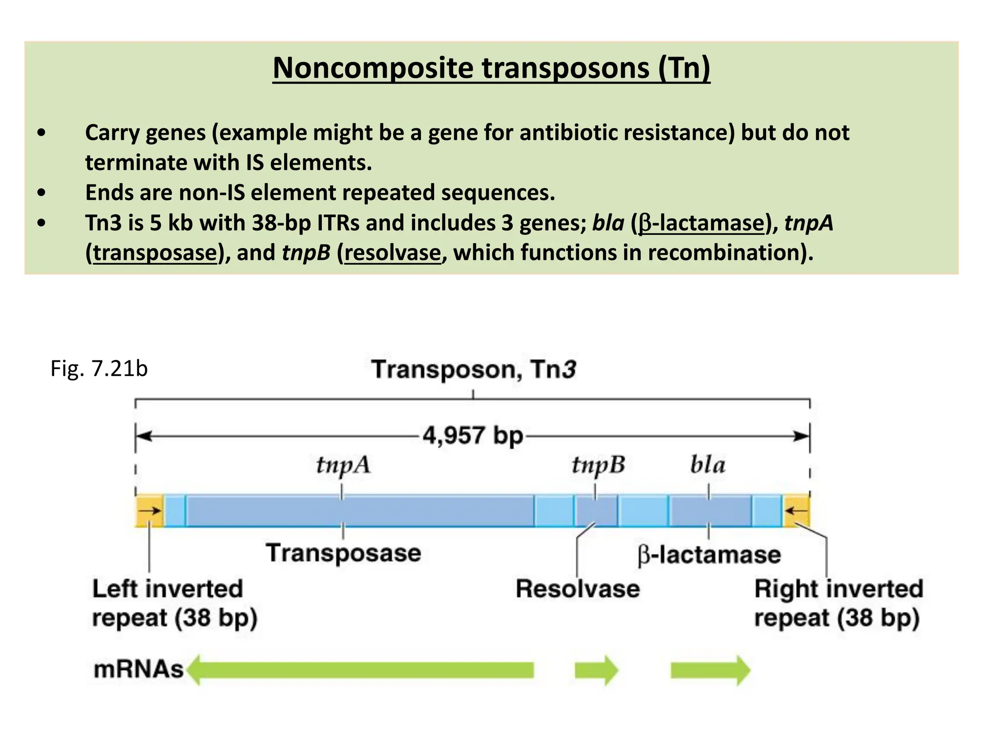 Noncomposite transposons (Tn)
• Carry genes (example might be a gene for antibiotic resistance) but do not
terminate with IS elements.
• Ends are non-IS element repeated sequences.
• Tn3 is 5 kb with 38-bp ITRs and includes 3 genes; bla (-lactamase), tnpA
(transposase), and tnpB (resolvase, which functions in recombination).
Fig. 7.21b
 
