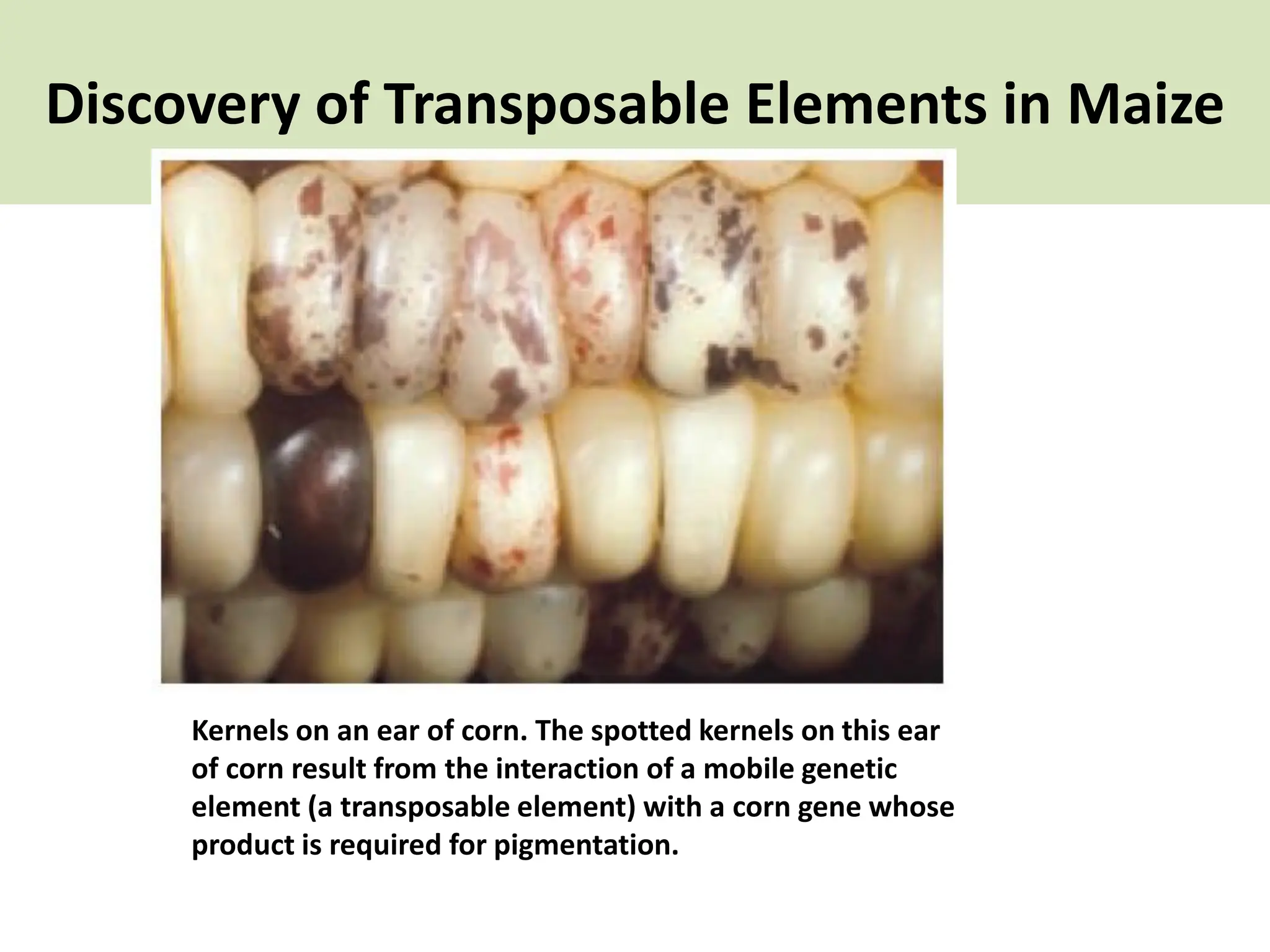 Discovery of Transposable Elements in Maize
Kernels on an ear of corn. The spotted kernels on this ear
of corn result from the interaction of a mobile genetic
element (a transposable element) with a corn gene whose
product is required for pigmentation.
 