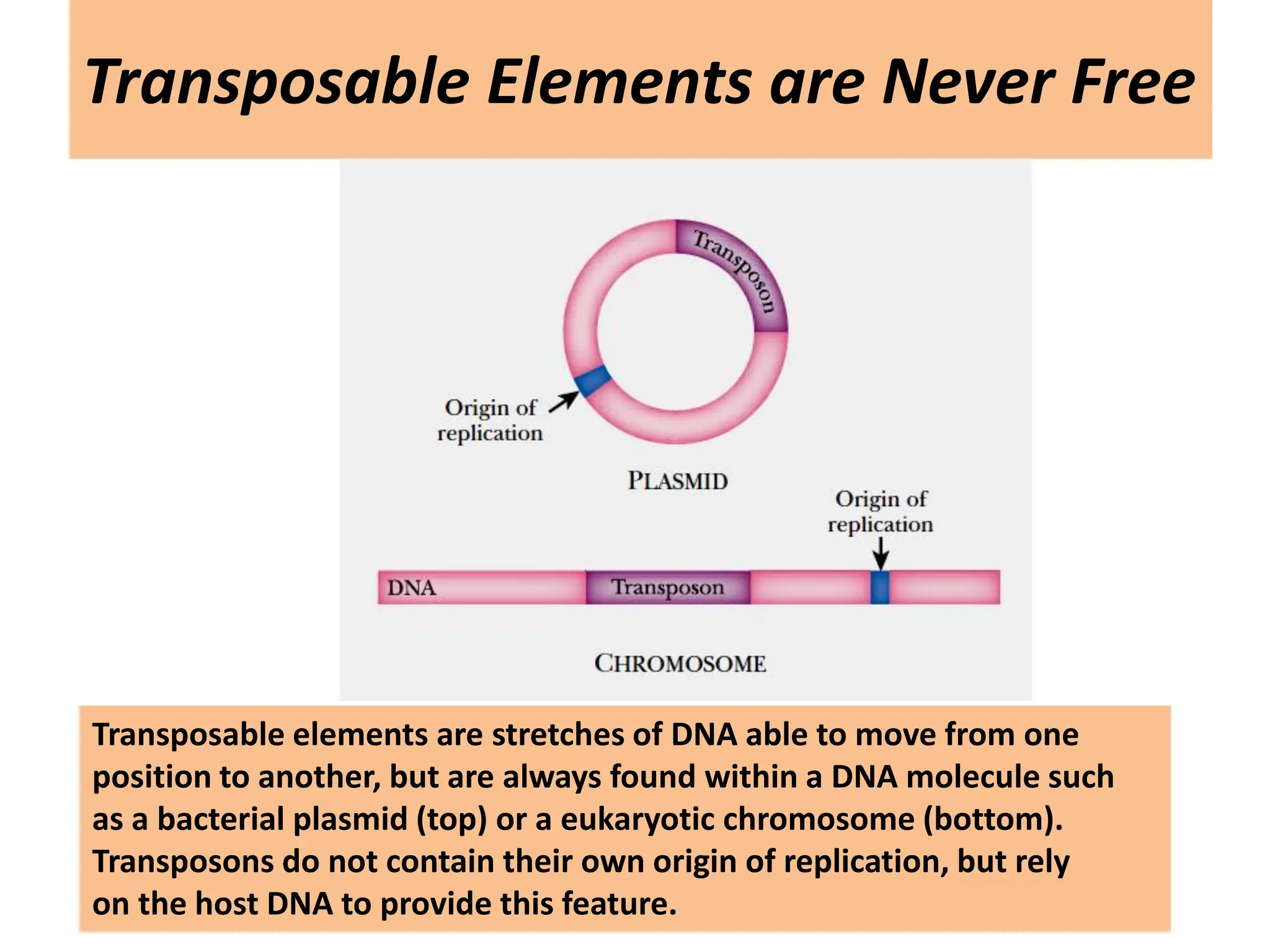 Transposable Elements are Never Free
Transposable elements are stretches of DNA able to move from one
position to another, but are always found within a DNA molecule such
as a bacterial plasmid (top) or a eukaryotic chromosome (bottom).
Transposons do not contain their own origin of replication, but rely
on the host DNA to provide this feature.
 