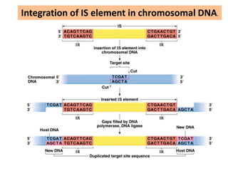 Integration of IS element in chromosomal DNA.
 