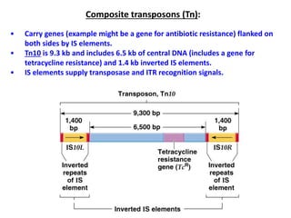 Composite transposons (Tn):
• Carry genes (example might be a gene for antibiotic resistance) flanked on
both sides by IS elements.
• Tn10 is 9.3 kb and includes 6.5 kb of central DNA (includes a gene for
tetracycline resistance) and 1.4 kb inverted IS elements.
• IS elements supply transposase and ITR recognition signals.
 