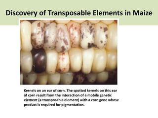 Discovery of Transposable Elements in Maize
Kernels on an ear of corn. The spotted kernels on this ear
of corn result from the interaction of a mobile genetic
element (a transposable element) with a corn gene whose
product is required for pigmentation.
 