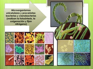 Microorganismos
unicelulares y procariotas:
bacterias y cianobacterias
(realizan la fotosíntesis, la
oxigenación y fijan
nitrógeno)
 
