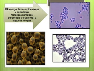 Microorganismos unicelulares
y eucariotas:
Protozoos (amebas,
paramecio y euglema) y
algunos hongos
 