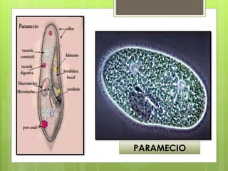 PARAMECIO
 
