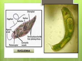 EUGLEMA
 