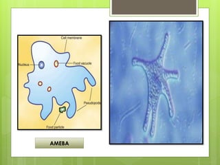 AMEBA
 