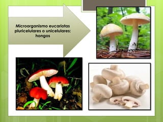 Microorganismo eucariotas
pluricelulares o unicelulares:
hongos
 