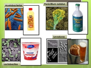 Acetobacterias
Penicillium notatun
Lactobacilos
Levaduras
 